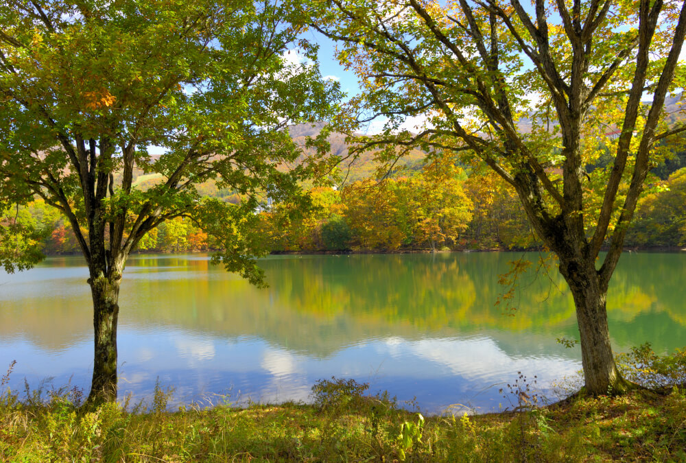 시노타니 지연못